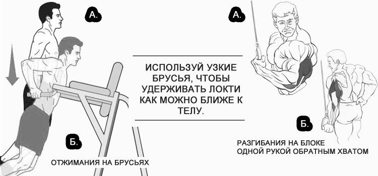 Схема отжиманий на брусьях. Мышцы задействованные при отжимании на брусьях. Отжимания на брусьях обратным хватом. Отжимания на брусьях узким хватом.