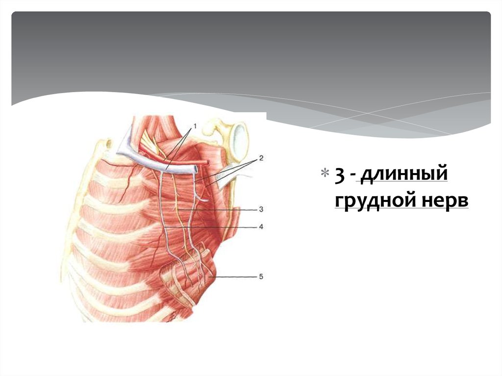 Грудные нервы. Длинный грудной нерв анатомия. Длинный грудной нерв топография. Длинный грудной нерв иннервирует.