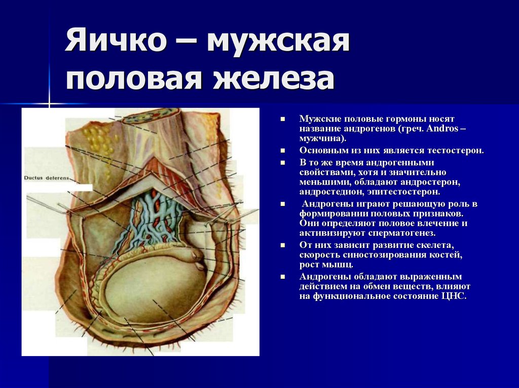 Мужские яйца в разрезе фото