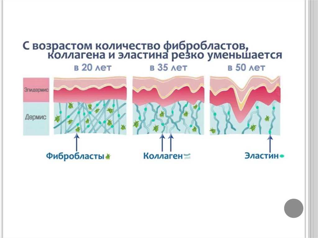 Зачем нужен коллаген картинки