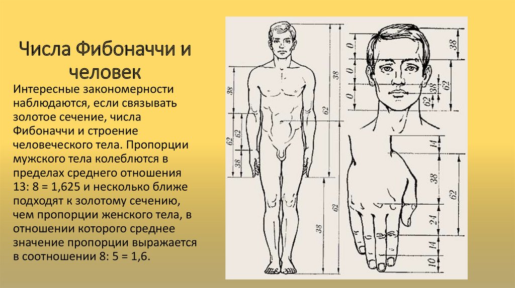 Симметричность в анатомии человека