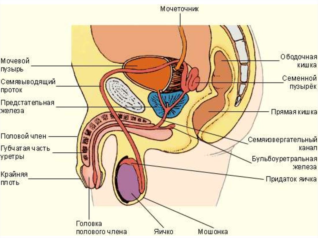 Органы мужской половой системы рисунок. Строение мужской репродуктивной системы анатомия. Репродуктивная система человека схема. Мужская половая система анатомия анатомия простаты. Половая система мужчины в разрезе.