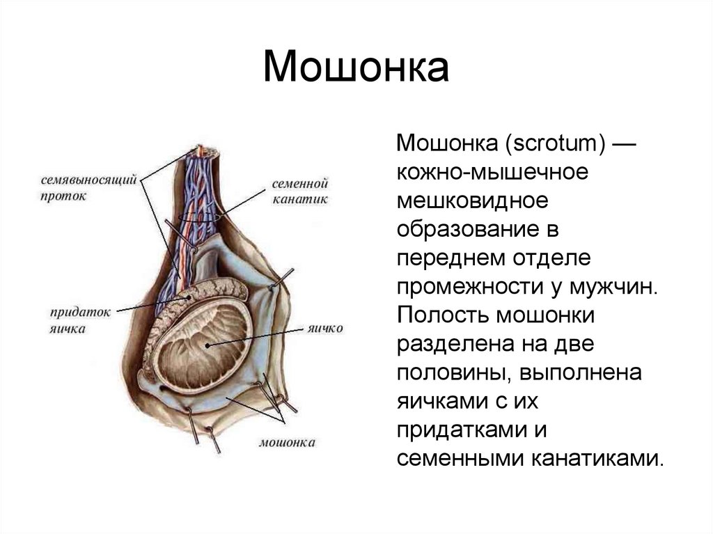 Строение яичка. Семенники анатомия. Боль в яичках у мужчин лечение