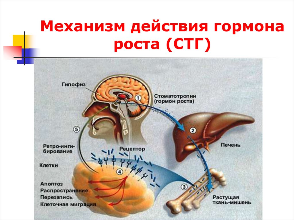 Избыток стг. Механизм действия соматотропного гормона. Строение соматотропный гормон (СТГ). Механизм действия гормона СТГ биохимия. Механизм влияния соматотропного гормона.