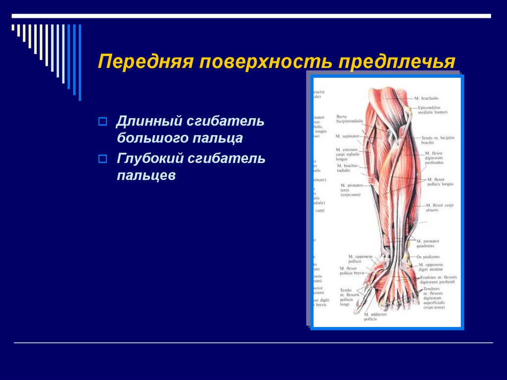 Внутренняя поверхность плеча. Медиальную поверхность предплечья анатомия. Анатомия ладонной поверхности предплечья. Мышцы предплечья передняя группа глубокий слой. Средняя треть передней поверхности предплечья.