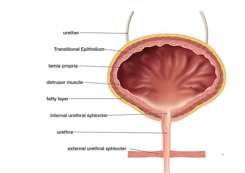Мочевой у мужчины расположение. Мочевой пузырь уретра анатомия. Сфинктер мочевого пузыря анатомия. Строение мочевого пузыря анатомия. Мочеточник и мочевой пузырь строение анатомия.