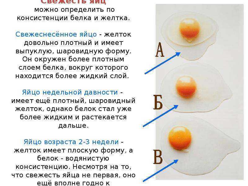 Можно говорить яичко. Белок в яйце как называется. Белок и желток в яйце. Определить свежесть яиц. Форма и цвет куриных яиц.