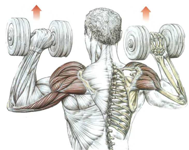 Накачать плечи мужчине. Упражнения на дельтовидные мышцы с гантелями. Дельтовидная мышца плеча упражнения с гантелями. Тренировка дельтовидных мышц гантелями. Жим гантелей на дельтовидной мышцы.