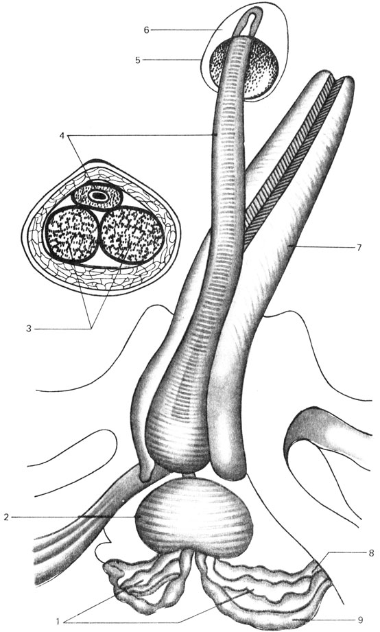 Penis Ejacule