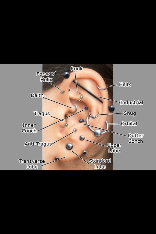 Названия пирсинга ушей с картинками на русском