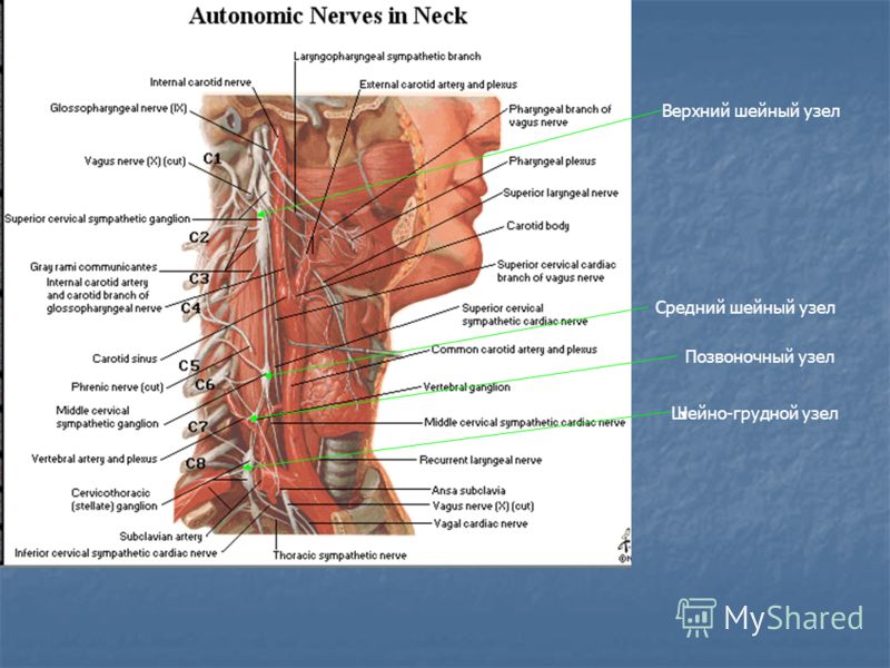 Узлы шейного отдела симпатического ствола