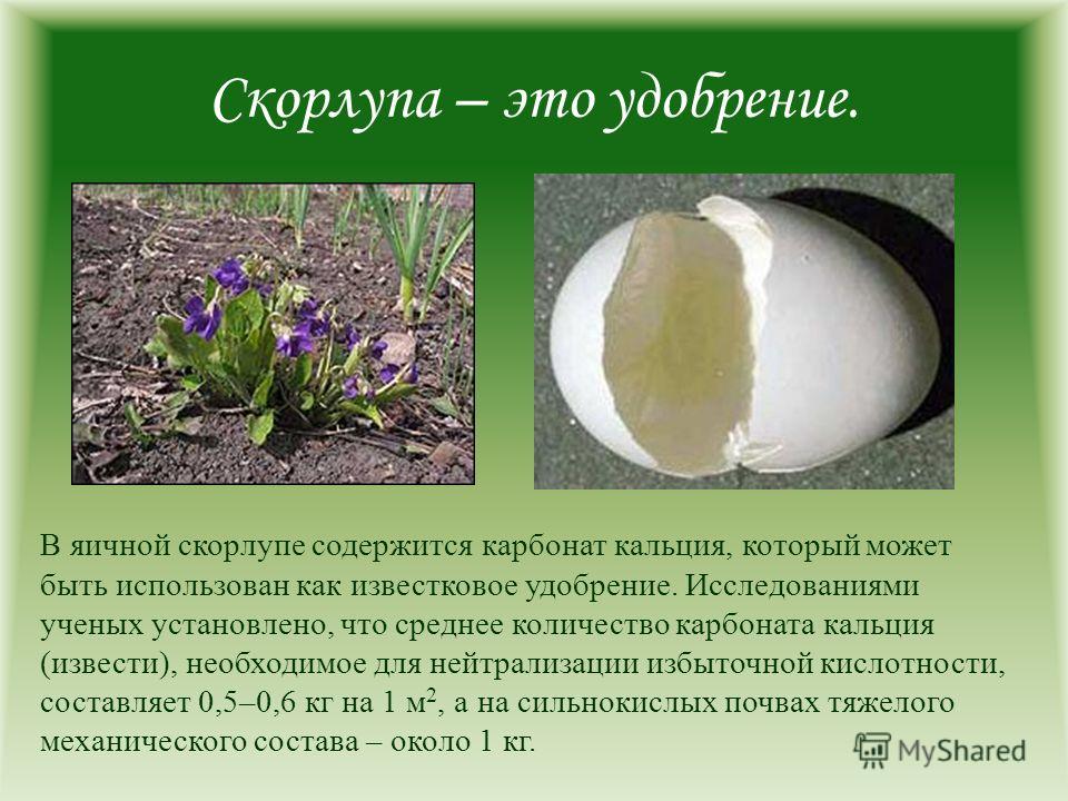 Яичная скорлупа для каких растений подходит. Содержится ли кальций в яичной скорлупе. Скорлупа яиц.