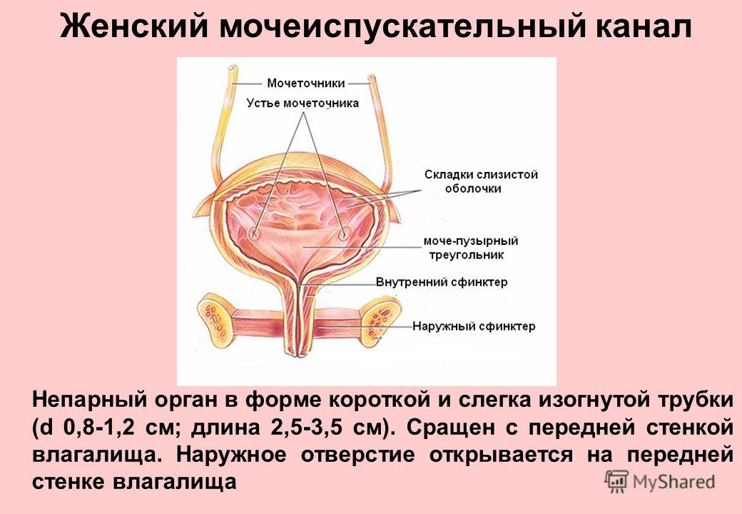 Какая длина канала. Наружное отверстие мочеиспускательного канала женский расположение. Мочевой пузырь и уретра у женщин строение. Женский мочеиспускательный канал анатомия строение. Мочеиспускательный канал у женщин анатомия.