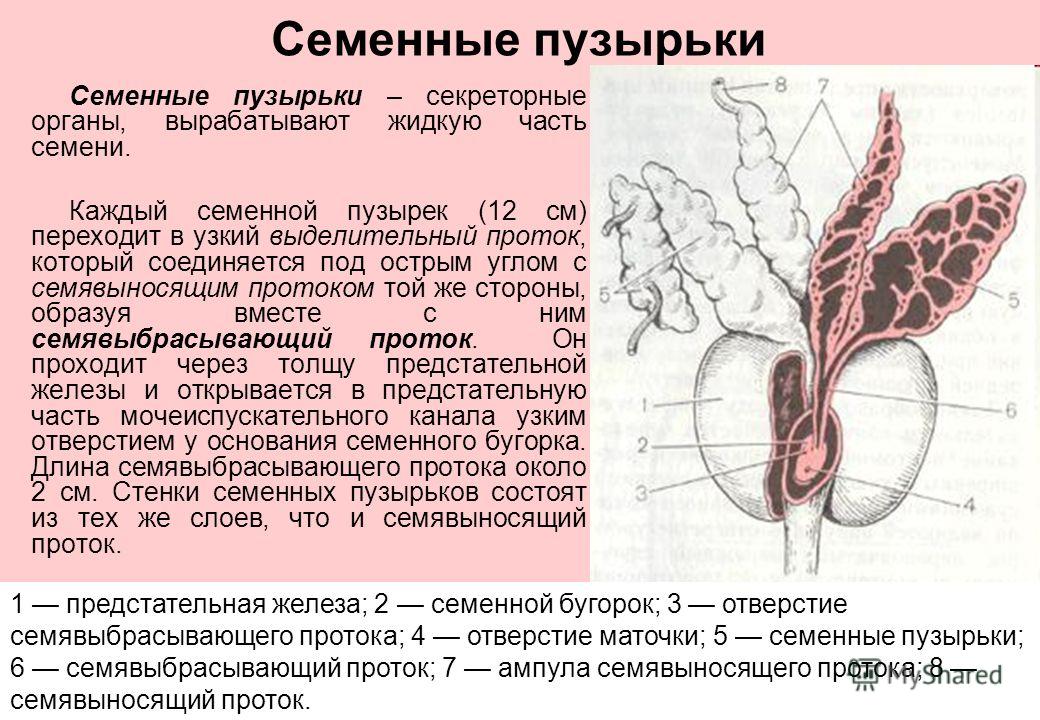 Мужские яички органы. Семенные пузырьки семявыносящий проток топография. Структуры предстательной железы и семенных пузырьков. Семенной пузырек строение и топография. Семенные пузырьки анатомия строение.