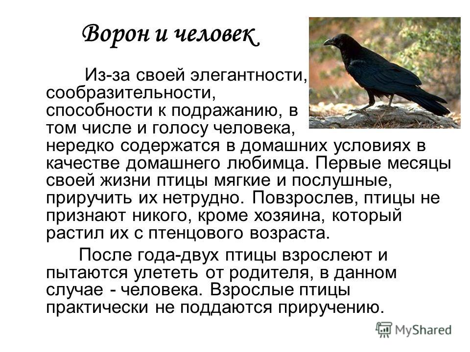 Ею вороны текст. Рассказ о вороне. Описание вороны. Интересные факты о воронах. Ворона описание птицы.