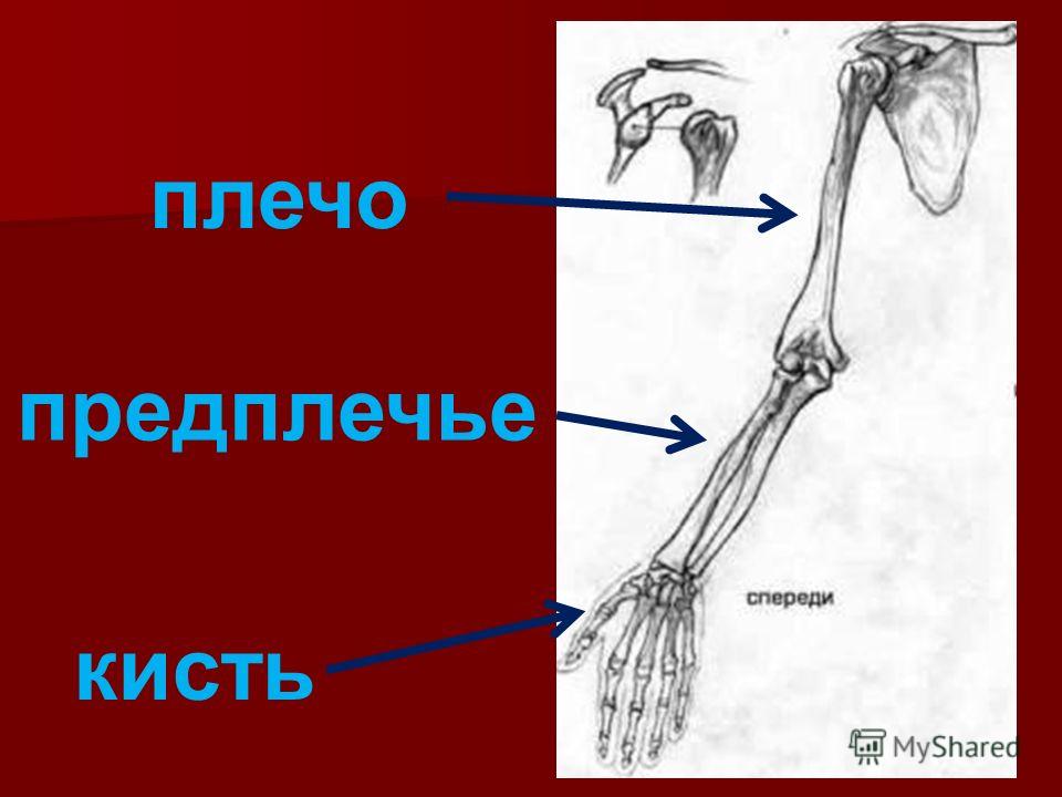 Плечо предплечье кисть картинка