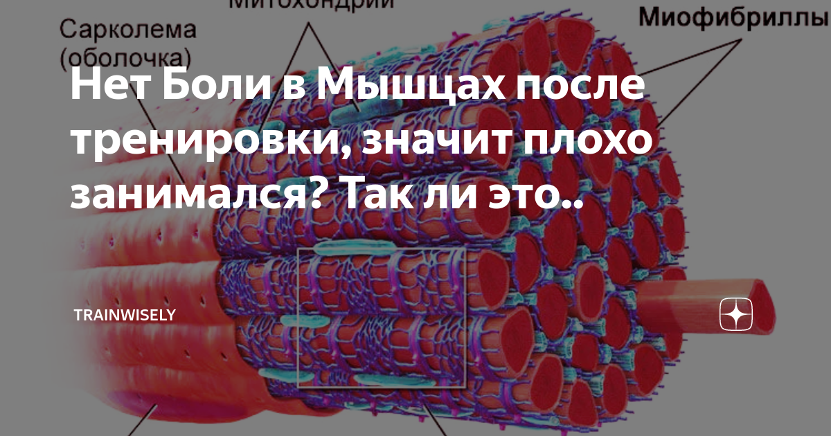 Боль в мышцах после тренировки. Если болят мышцы после тренировки. Микротравмы мышц после тренировки. Болят мышцы после нагрузки. Почему болят мышцы после тренировки.