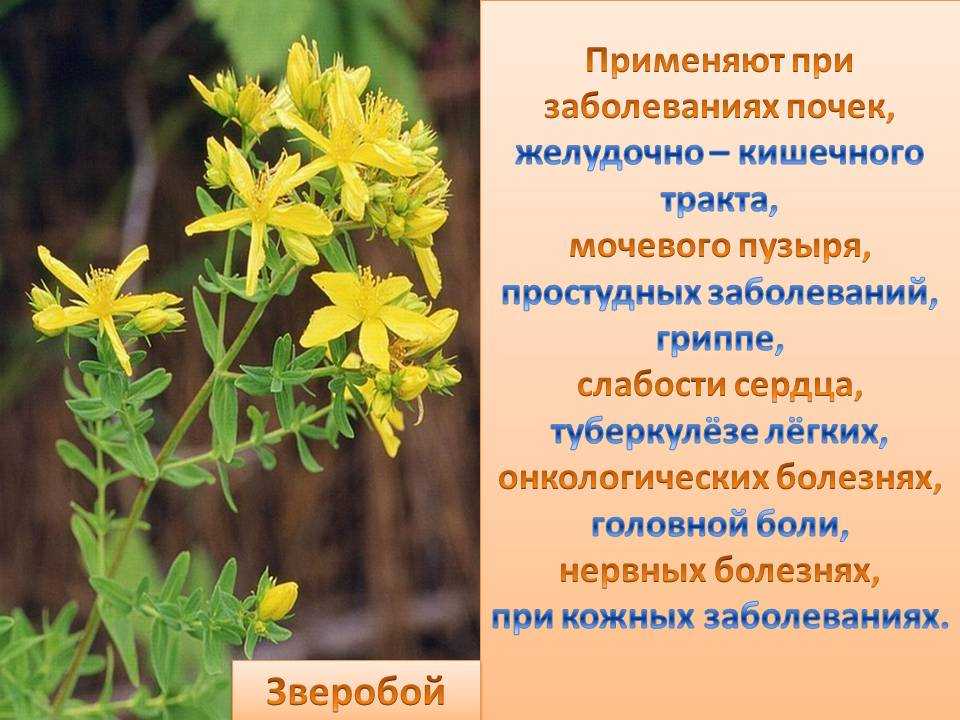 Зверобой трава свойства. Лекарственные растение зверобой лечебные свойства. Лекарственные свойства зверобоя. Зверобой полезные свойства.