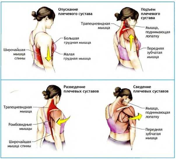 Защемило лопатку что делать. Движения в которых участвует мышцы плеч спины и груди. Упражнения плечевого сустава и мышцы лопатки. Мышцы участвующие в движении плечевого сустава.