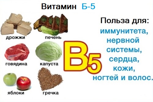 Б 5 в продуктах. Источники витамина в5. Пищевые источники витамина в5. Продукты богатые витамином б5. В каких продуктах содержится витамин в5.