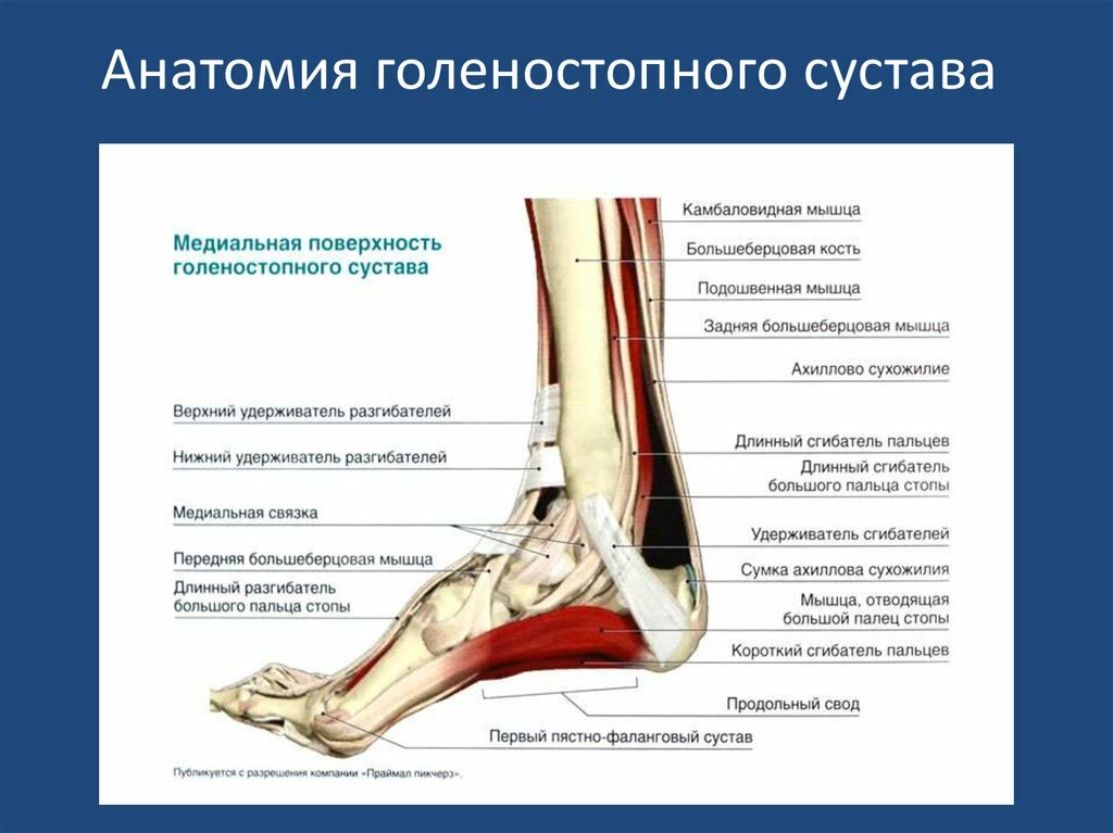 Сухожилие на ноге голеностоп фото