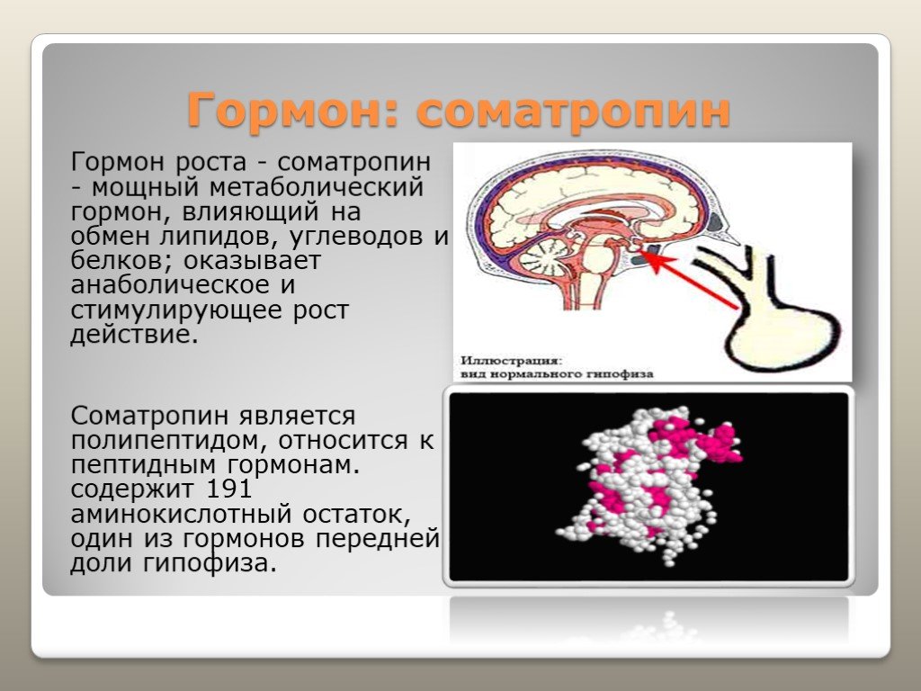 Гипофиз влияет на рост. Гормон роста соматропин. Соматотропный гормон железа. Гормон роста (соматотропин) синтезируется. Гормон роста Somatropin.