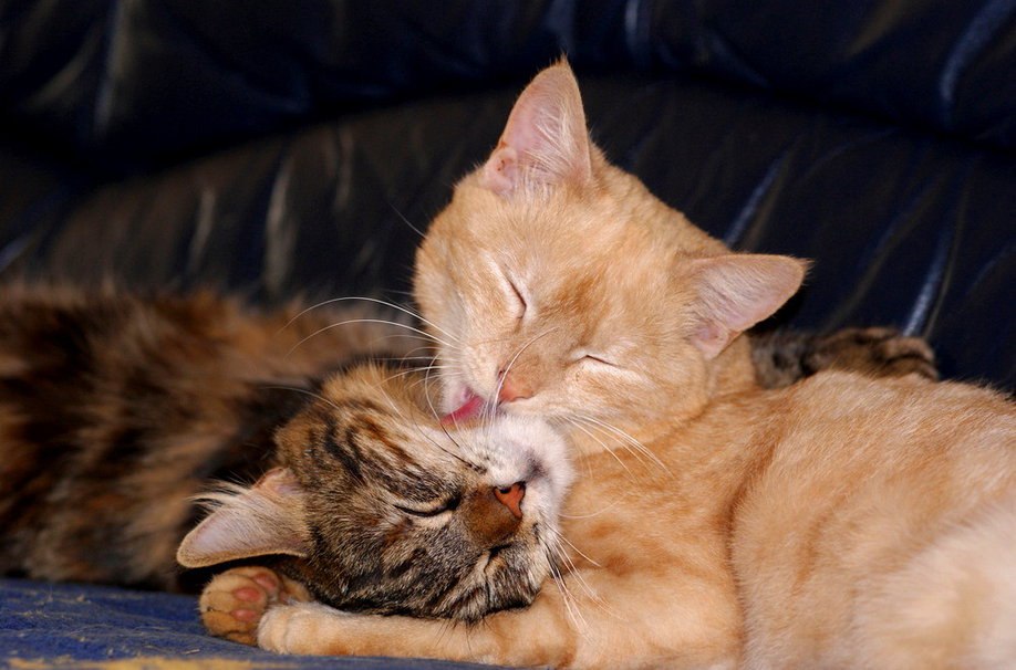 Лижет киску мамы видео. Котик целует. Коты облизывают друг друга. Котики ласкаются. Котики обнимаются.