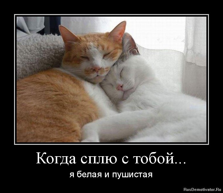 С любимой хочется просыпаться. Любимый кот. Люблю котика. Спать с тобой. Хочу спать с тобой.