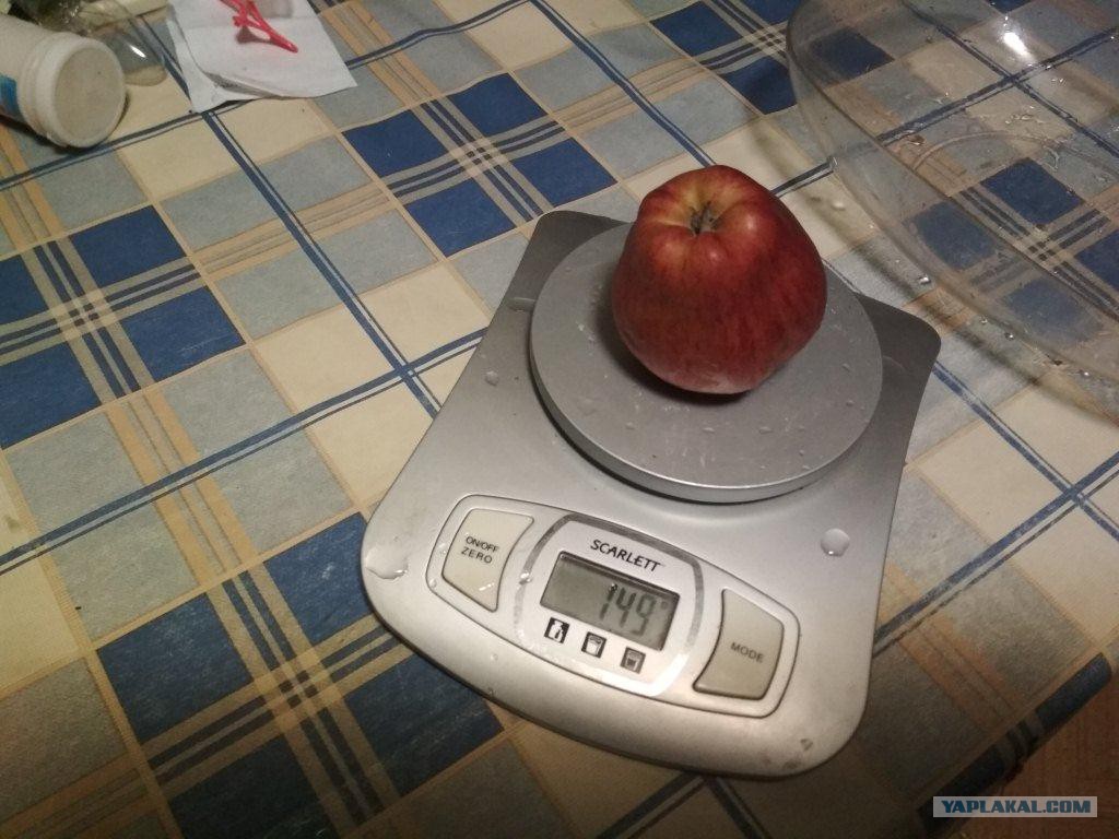 Сколько вес яблока. Яблоко Голден вес 1 шт. 100 Грамм яблока. Яблоко грамм. Вес среднего яблока.