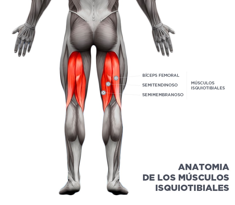 Двуглавая мышца бедра короткая. Gastrocnemius мышца. Полусухожильная мышца бедра. Хамстринг мышцы.