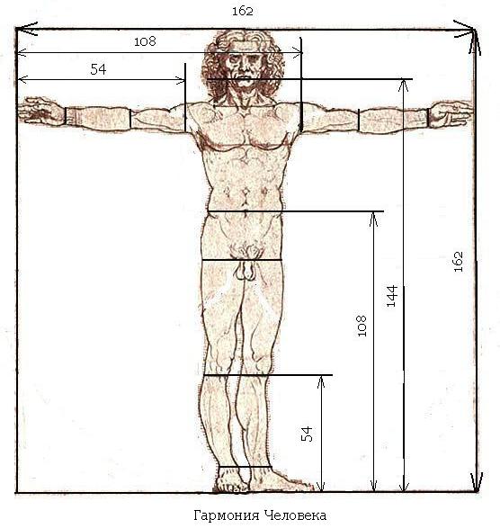 Человек длина тела. Пропорции человека размах рук и рост. Пропорции человеческого тела. Соотношение пропорций человека. Пропорции руки человека.