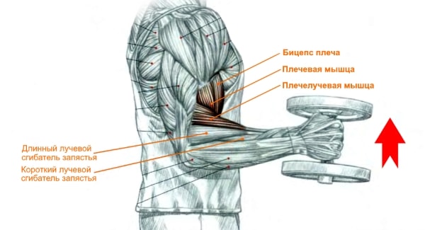 Сгибание на бицепс с гантелями