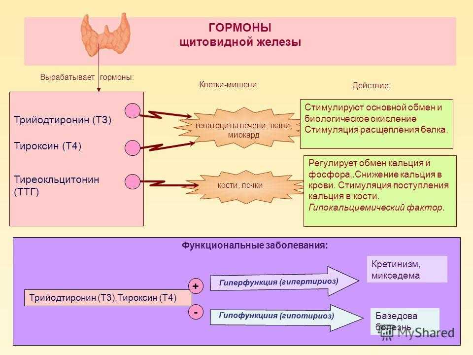 Гормоны щитовидной железы схема