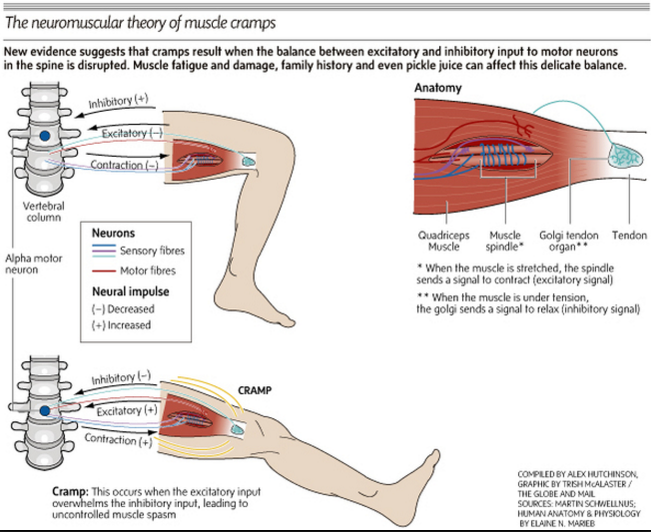 Почему болят ноги судороги. Спастическое сокращение мышц. Судорожно-спастические сокращения мышц.