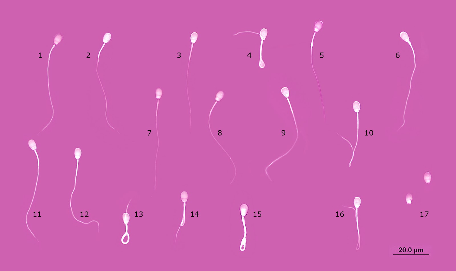 как сделать чтобы сперма текла река фото 12