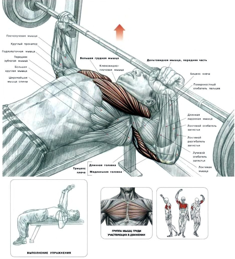 Как накачать грудные мышцы. Жим штанги лежа техника. Жим штанги лежа на горизонтальной скамье техника. Жим лежа на горизонтальной скамье схема. Гильотина упражнение для грудных мышц.