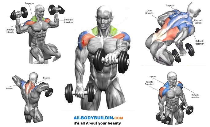 Упражнения на дельтовидные мышцы в тренажерном зале
