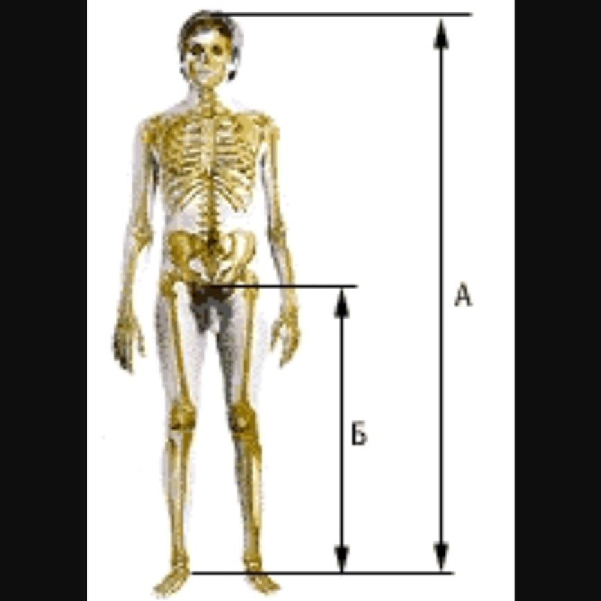 Длина ног мужчины. Трансхантерный индекс. Измерение трохантерного индекса. Трохантерный индекс у мужчин. Как измерить длину ног у мужчин.