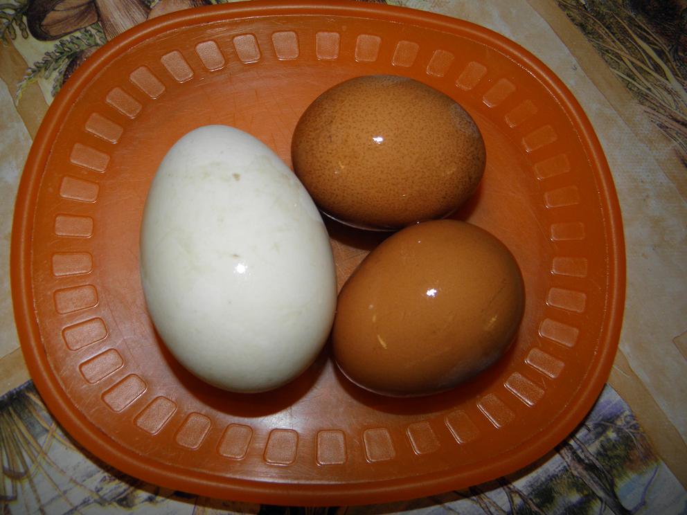 Гусиные яйца едят. Гусиные яйца. Яйца гуся. Круглое яйцо. Размер гусиного яйца.