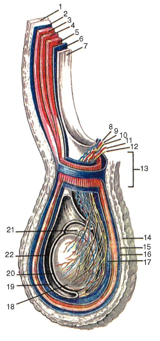 Оболочки яичка. Семенной канатик анатомия строение. Оболочки яичка и семенного канатика. Фасциальные оболочки яичка. Семенной канатик оболочки мошонки.
