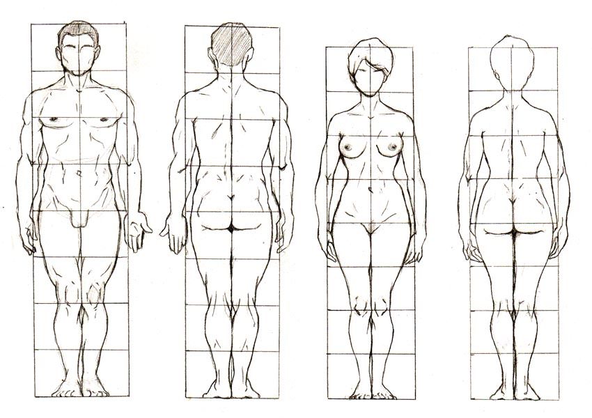 Пропорции изображения. Пропорции торса для рисования. Пропорции мужского и женского тела. Пропорции головы женского тела. Девушка и мужчина пропорции тела.