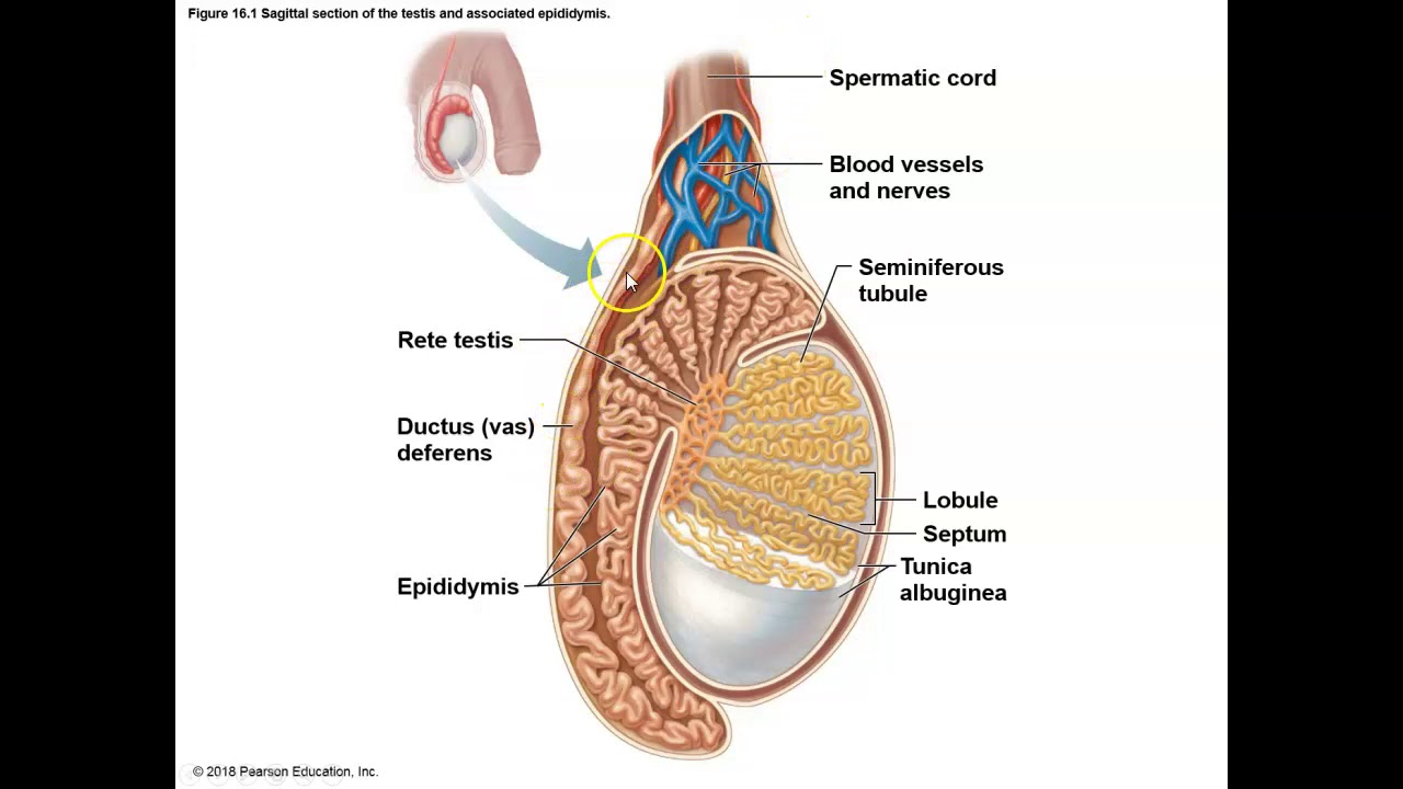 Придаток яичка у мужчин. Строение яичка анатомия. Строение яичка у мужчин в разрезе. Анатомия человека яички мужчины.
