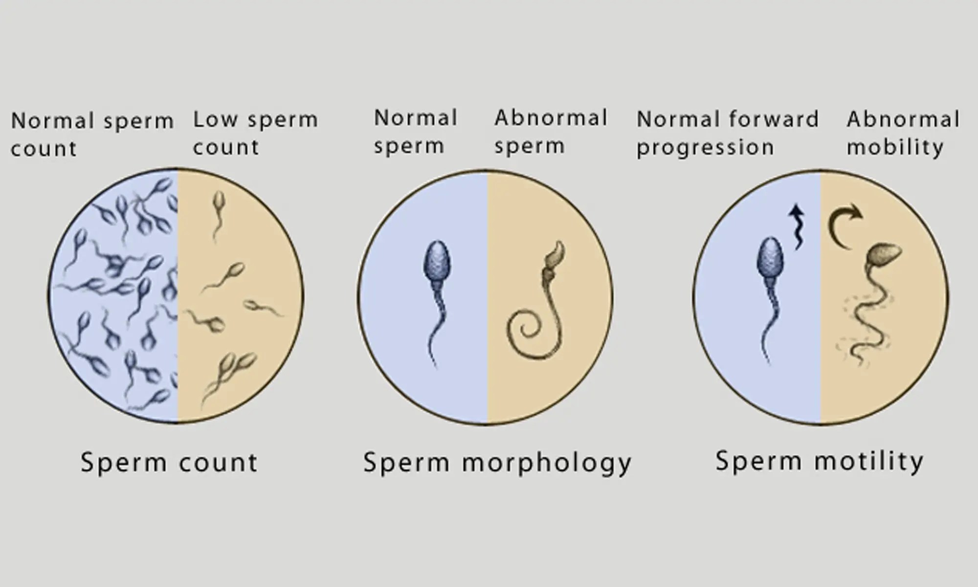 можно ли забеременеть от одной капли спермы фото 25