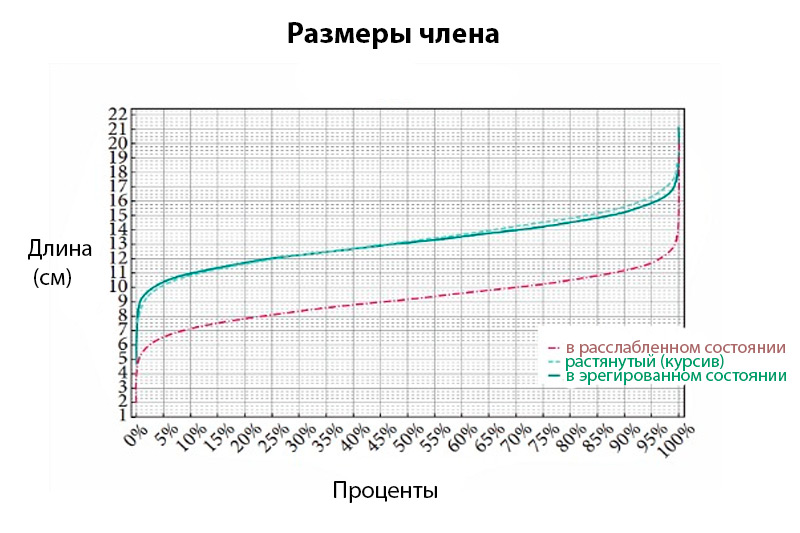 Средний размер пениса фото