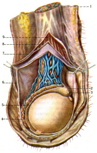 Яичко в разрезе. Лозовидное сплетение яичка. Анатомия яичка и семенного канатика. Семенной канатик анатомия. Машонка у мужчины анатомия.