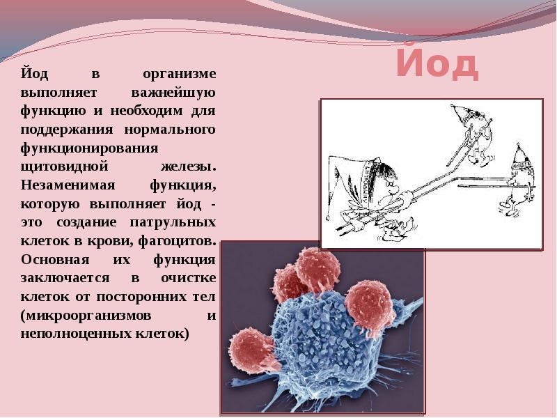 Йод в организме человека картинки