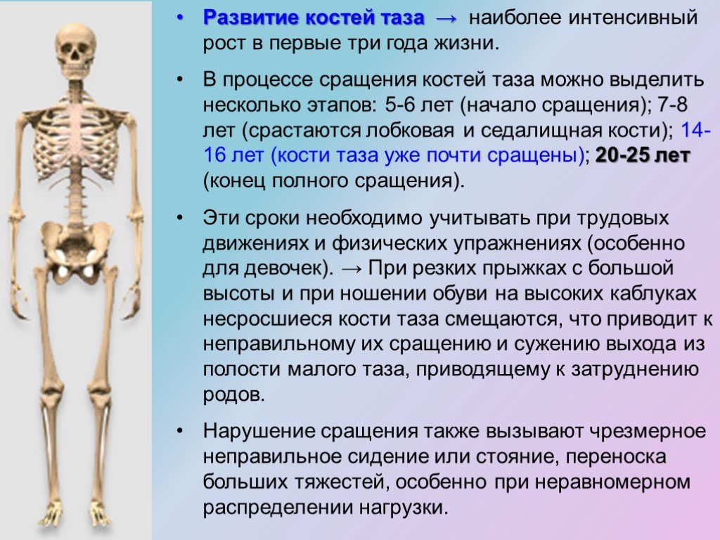 Изменения костей таза. Кости формирующие тазовую кость. Этапы развития костей. Скелет женщины и мужчины различия. Рост и формирование скелета.