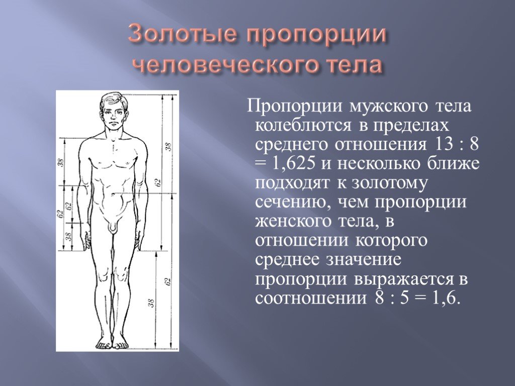 1 8 пропорции. Пропорции мужского тела. Пропорциональность тела мужчины. Золотое сечение тела мужчины. Идеальные пропорции мужского тела.