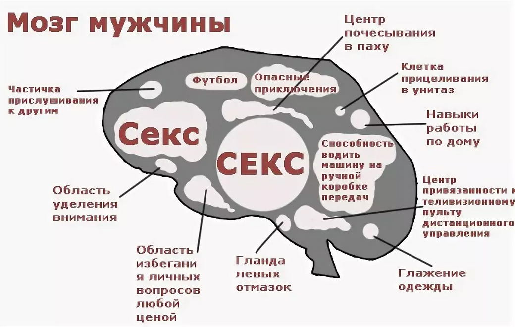 Возбуждение синоним. Мозг мужчины. Мужской мозг женский мозг. Мозг мужчины прикол