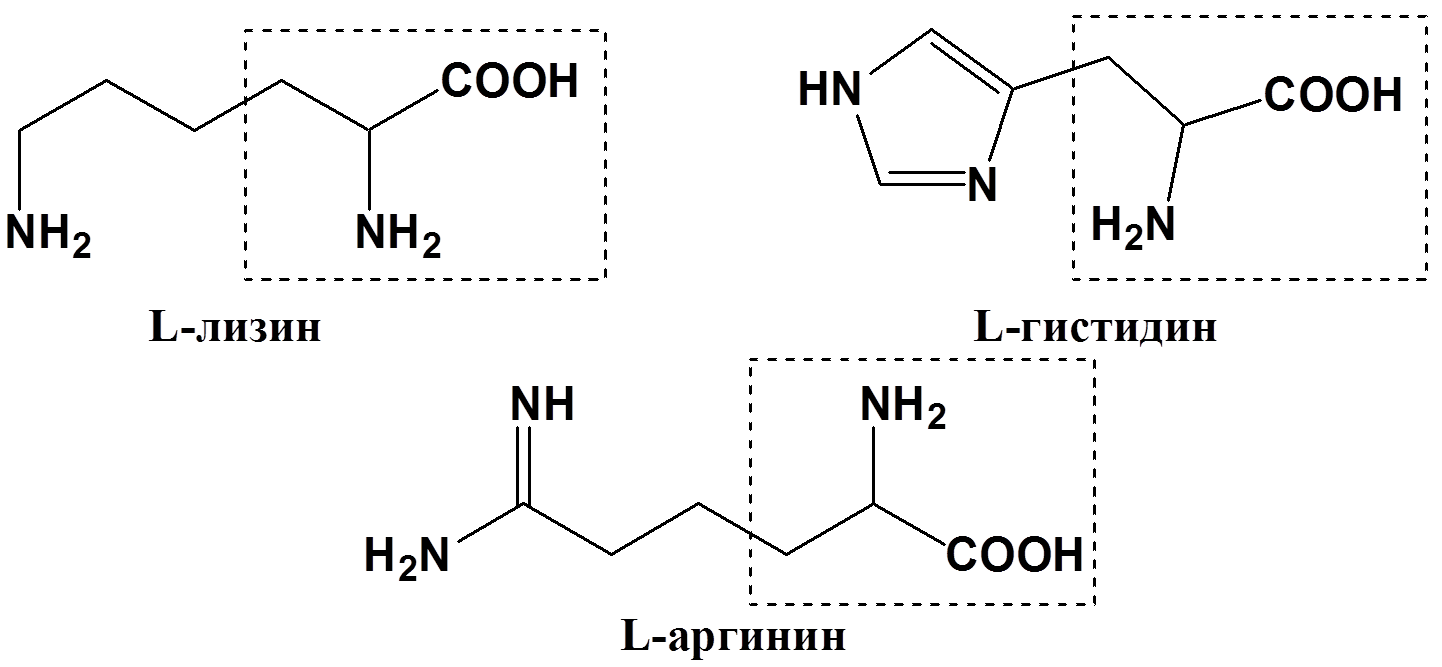 Гистидин формула. L аргинин формула Фишера. Лизин аргинин гистидин формулы. Аргинин гистидин пролин. Л лизин формула.